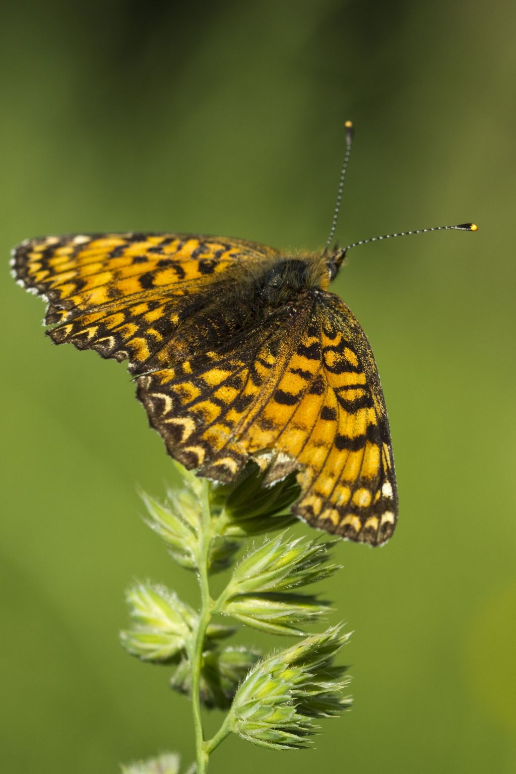 Conferma Melitaea cinxia